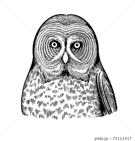 Portrait Of Owl In Black And White Ink Pen Style のイラスト素材
