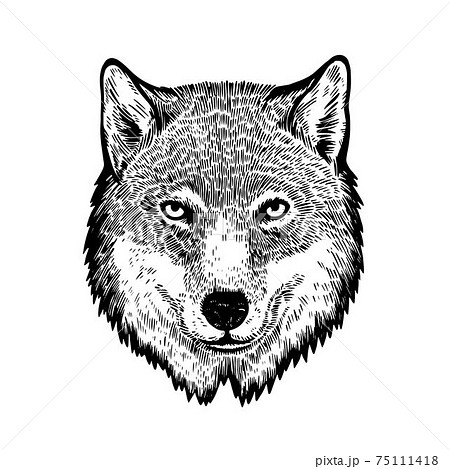 Head of wolf in ink engraving style isolated on white background. 75111418