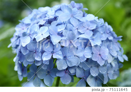 青い紫陽花の花の写真素材