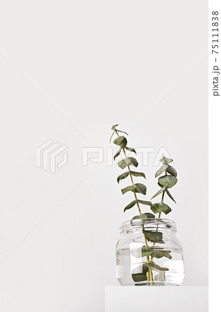 Eucalyptus in glass jar on white podium. Spring fragrances concept, minimal style, low angle Eucalyptus in glass jar on white podium. Spring fragrances concept, minimal style, low angle 75111838