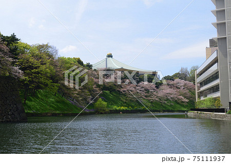 東京都千代田区　九段　日本武道館　牛ヶ淵から　桜満開 75111937