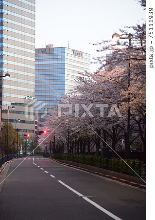東京都千代田区　飯田橋オフィスビル街　桜並木　満開　早朝 75111939