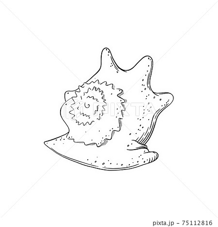 Spiral Seashell Isolated In White Background のイラスト素材