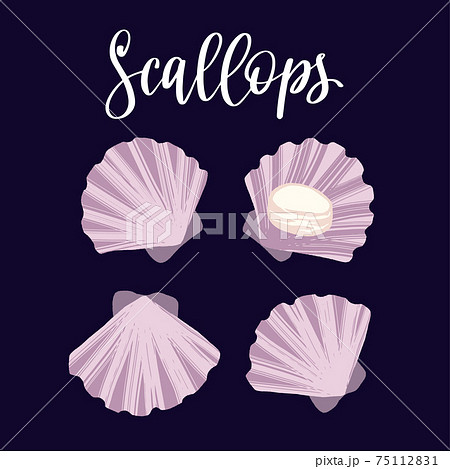 Seafood healthy nutrition product. Scallops in the shells. Seafood healthy nutrition product. Scallops in the shells. 75112831