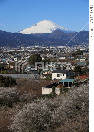 小田原市　曽我梅林　見晴台からの富士山と梅 75113399