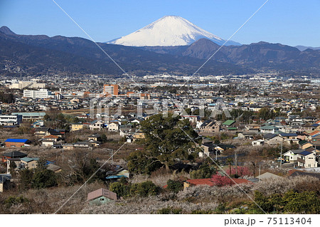 小田原市　曽我梅林　見晴台からの富士山と梅 75113404