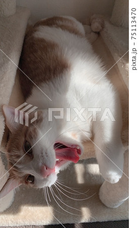 あくびする猫 あくびする猫 75113470