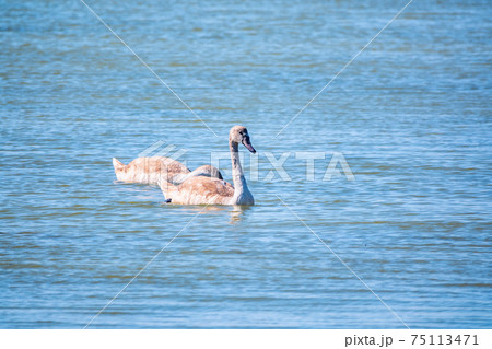 Two young brown coloured white swans swimming in a lake with blue water on a sunny day. 75113471