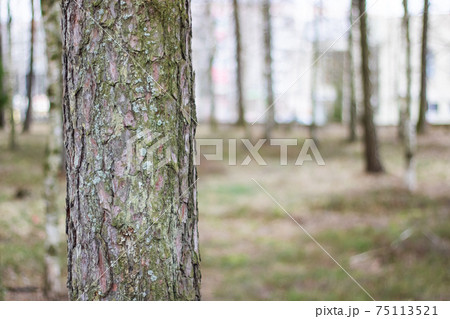 Tree trunk in the forest close up 75113521