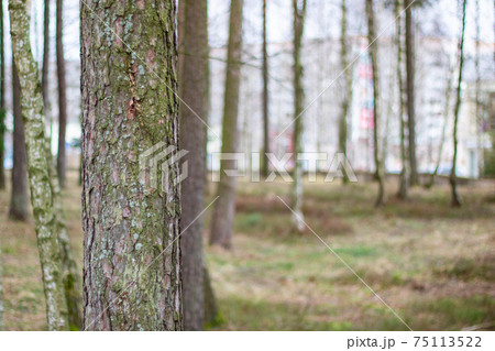 Tree trunk in the forest close up 75113522