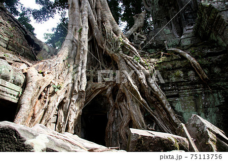 タ・プローム遺跡 カンボジア 75113756