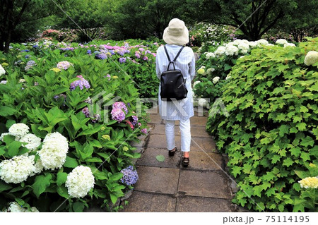 紫陽花の里 根尾路 34 岐阜県本巣市佐原 の写真素材