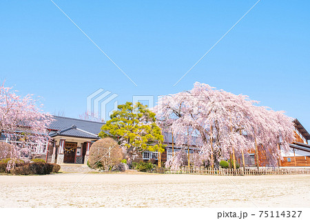 杵原学校の枝垂桜：長野県飯田市 75114327