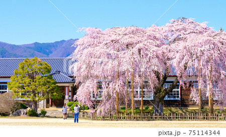 杵原学校の枝垂桜：長野県飯田市 75114344