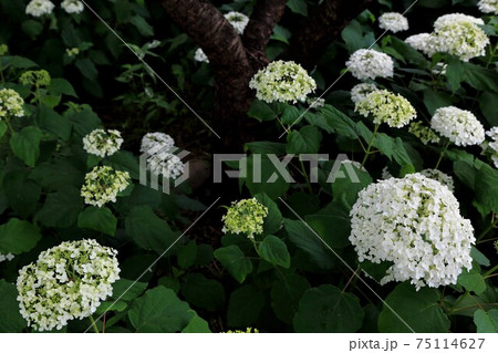 紫陽花の里 根尾路 70 岐阜県本巣市佐原 の写真素材