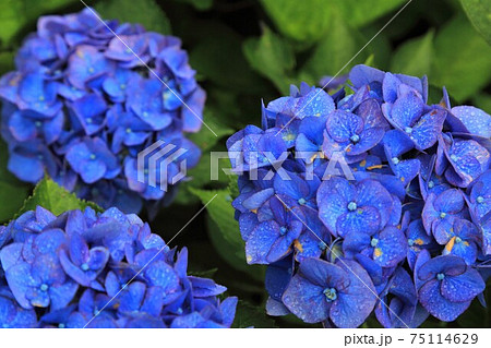 紫陽花の里：根尾路・72（岐阜県本巣市佐原） 75114629