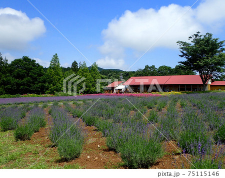 ラベンダー香る青山ハーブガーデン 75115146