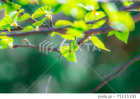 新緑の若葉と玉ボケ　【長野県】 75115193