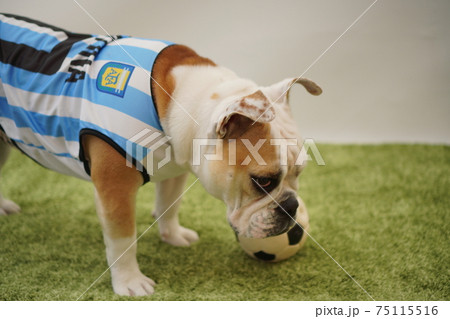 イングリッシュブルドッグ子犬　サッカー衣装　アルゼンチン代表10番　写真34 75115516