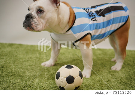 イングリッシュブルドッグ子犬　サッカー衣装　アルゼンチン代表10番　写真38 75115520