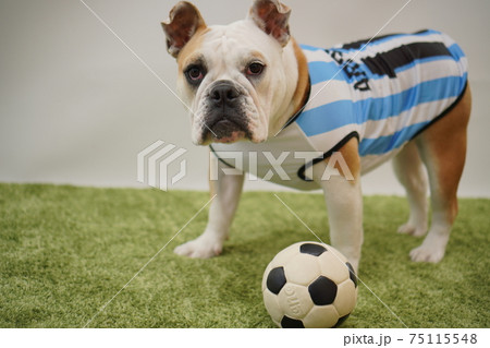 イングリッシュブルドッグ子犬　サッカー衣装　アルゼンチン代表10番　写真44 75115548