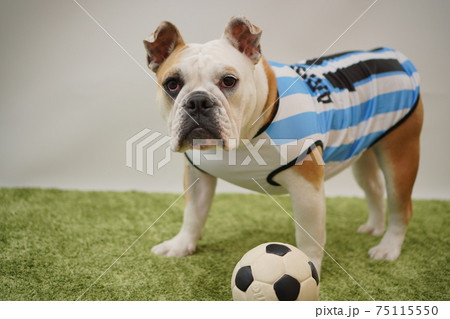 イングリッシュブルドッグ子犬 サッカー衣装 アルゼンチン代表10番 写真45 イングリッシュブルドッグ子犬 サッカー衣装 アルゼンチン代表10番 写真45 75115550