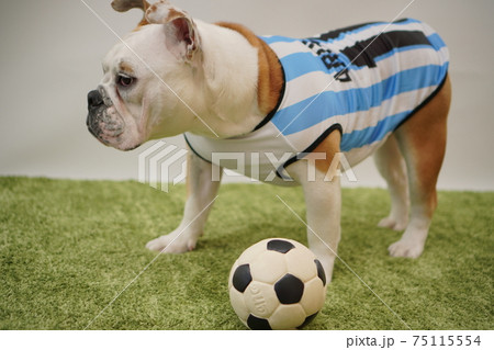 イングリッシュブルドッグ子犬　サッカー衣装　アルゼンチン代表10番　写真49 75115554