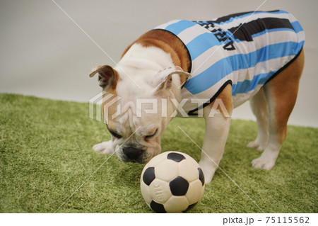 イングリッシュブルドッグ子犬　サッカー衣装　アルゼンチン代表10番　写真51 75115562