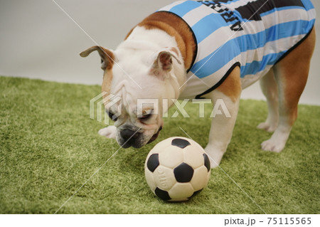 イングリッシュブルドッグ子犬 サッカー衣装 アルゼンチン代表10番 写真54 イングリッシュブルドッグ子犬 サッカー衣装 アルゼンチン代表10番 写真54 75115565