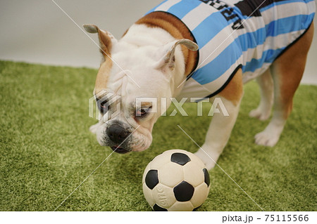 イングリッシュブルドッグ子犬 サッカー衣装 アルゼンチン代表10番 写真55 イングリッシュブルドッグ子犬 サッカー衣装 アルゼンチン代表10番 写真55 75115566