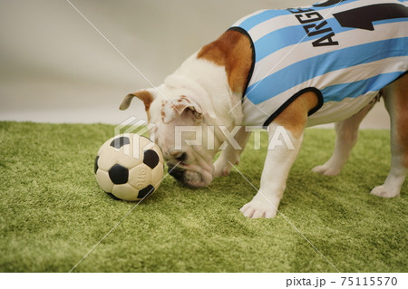 イングリッシュブルドッグ子犬 サッカー衣装 アルゼンチン代表10番 写真59 イングリッシュブルドッグ子犬 サッカー衣装 アルゼンチン代表10番 写真59 75115570