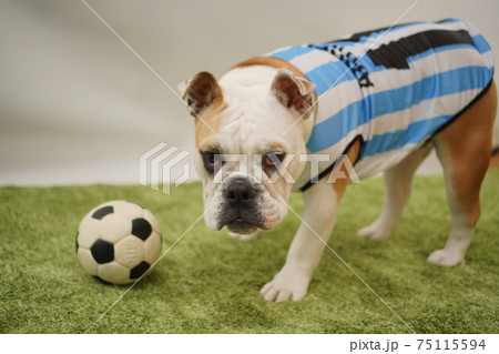 イングリッシュブルドッグ子犬　サッカー衣装　アルゼンチン代表10番　写真67 75115594