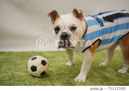 イングリッシュブルドッグ子犬 サッカー衣装 アルゼンチン代表10番 写真68 イングリッシュブルドッグ子犬 サッカー衣装 アルゼンチン代表10番 写真68 75115595