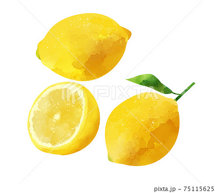 水彩風 レモン イラスト素材のイラスト素材 [75115625] - PIXTA