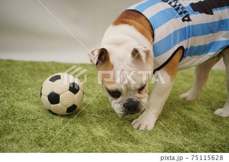 イングリッシュブルドッグ子犬　サッカー衣装　アルゼンチン代表10番　写真73 75115628
