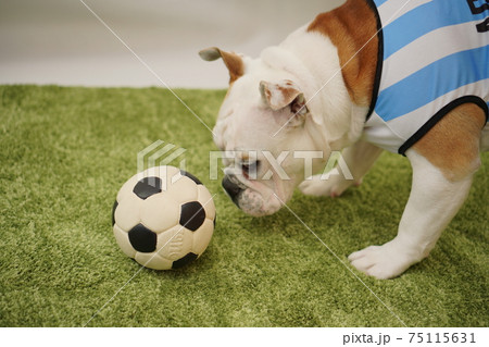 イングリッシュブルドッグ子犬 サッカー衣装 アルゼンチン代表10番 写真76 イングリッシュブルドッグ子犬 サッカー衣装 アルゼンチン代表10番 写真76 75115631