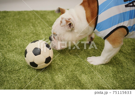 イングリッシュブルドッグ子犬 サッカー衣装 アルゼンチン代表10番 写真78 イングリッシュブルドッグ子犬 サッカー衣装 アルゼンチン代表10番 写真78 75115633
