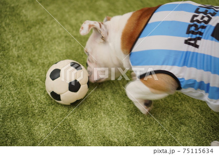 イングリッシュブルドッグ子犬 サッカー衣装 アルゼンチン代表10番 写真79 イングリッシュブルドッグ子犬 サッカー衣装 アルゼンチン代表10番 写真79 75115634