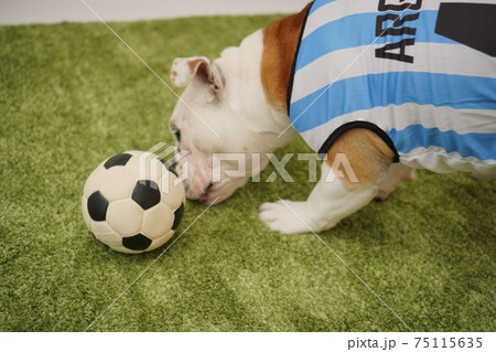 イングリッシュブルドッグ子犬 サッカー衣装 アルゼンチン代表10番 写真80 イングリッシュブルドッグ子犬 サッカー衣装 アルゼンチン代表10番 写真80 75115635
