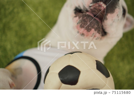イングリッシュブルドッグ子犬　サッカー衣装　アルゼンチン代表10番　写真81 75115680
