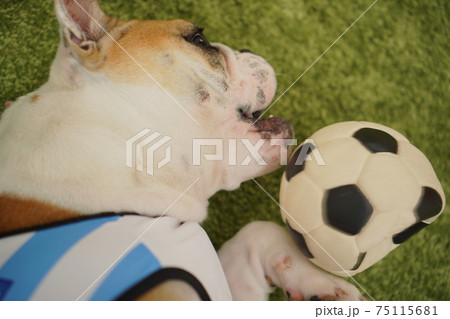 イングリッシュブルドッグ子犬 サッカー衣装 アルゼンチン代表10番 写真82 イングリッシュブルドッグ子犬 サッカー衣装 アルゼンチン代表10番 写真82 75115681