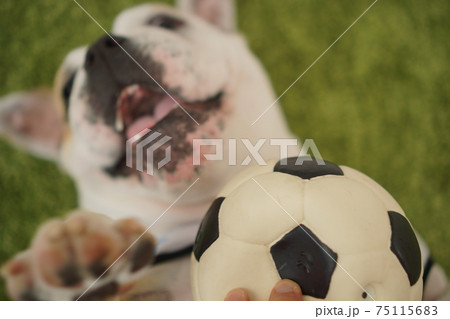 イングリッシュブルドッグ子犬 サッカー衣装 アルゼンチン代表10番 写真84 イングリッシュブルドッグ子犬 サッカー衣装 アルゼンチン代表10番 写真84 75115683
