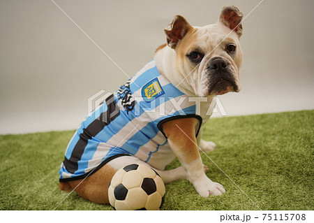 イングリッシュブルドッグ子犬 サッカー衣装 アルゼンチン代表10番 写真107 イングリッシュブルドッグ子犬 サッカー衣装 アルゼンチン代表10番 写真107 75115708