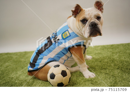 イングリッシュブルドッグ子犬 サッカー衣装 アルゼンチン代表10番 写真108 イングリッシュブルドッグ子犬 サッカー衣装 アルゼンチン代表10番 写真108 75115709