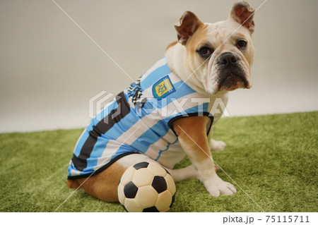 イングリッシュブルドッグ子犬 サッカー衣装 アルゼンチン代表10番 写真110 イングリッシュブルドッグ子犬 サッカー衣装 アルゼンチン代表10番 写真110 75115711