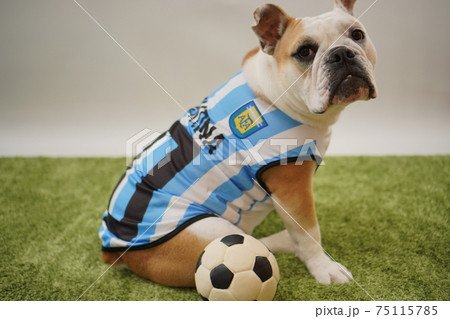 イングリッシュブルドッグ子犬 サッカー衣装 アルゼンチン代表10番 写真134 イングリッシュブルドッグ子犬 サッカー衣装 アルゼンチン代表10番 写真134 75115785