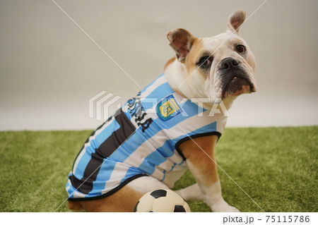 イングリッシュブルドッグ子犬 サッカー衣装 アルゼンチン代表10番 写真135 イングリッシュブルドッグ子犬 サッカー衣装 アルゼンチン代表10番 写真135 75115786