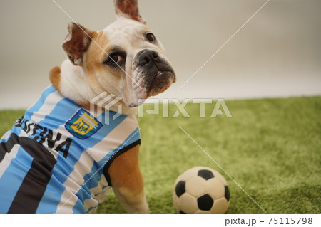 イングリッシュブルドッグ子犬 サッカー衣装 アルゼンチン代表10番 写真141 イングリッシュブルドッグ子犬 サッカー衣装 アルゼンチン代表10番 写真141 75115798