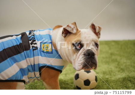 イングリッシュブルドッグ子犬 サッカー衣装 アルゼンチン代表10番 写真142 イングリッシュブルドッグ子犬 サッカー衣装 アルゼンチン代表10番 写真142 75115799