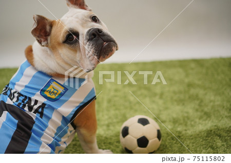イングリッシュブルドッグ子犬 サッカー衣装 アルゼンチン代表10番 写真145 イングリッシュブルドッグ子犬 サッカー衣装 アルゼンチン代表10番 写真145 75115802